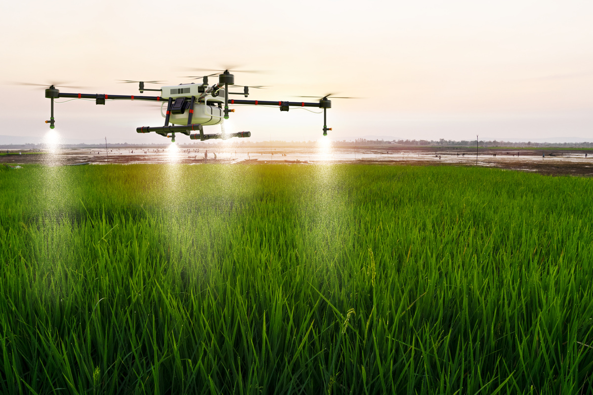 Agriculture Drone Flying over Rice Farm