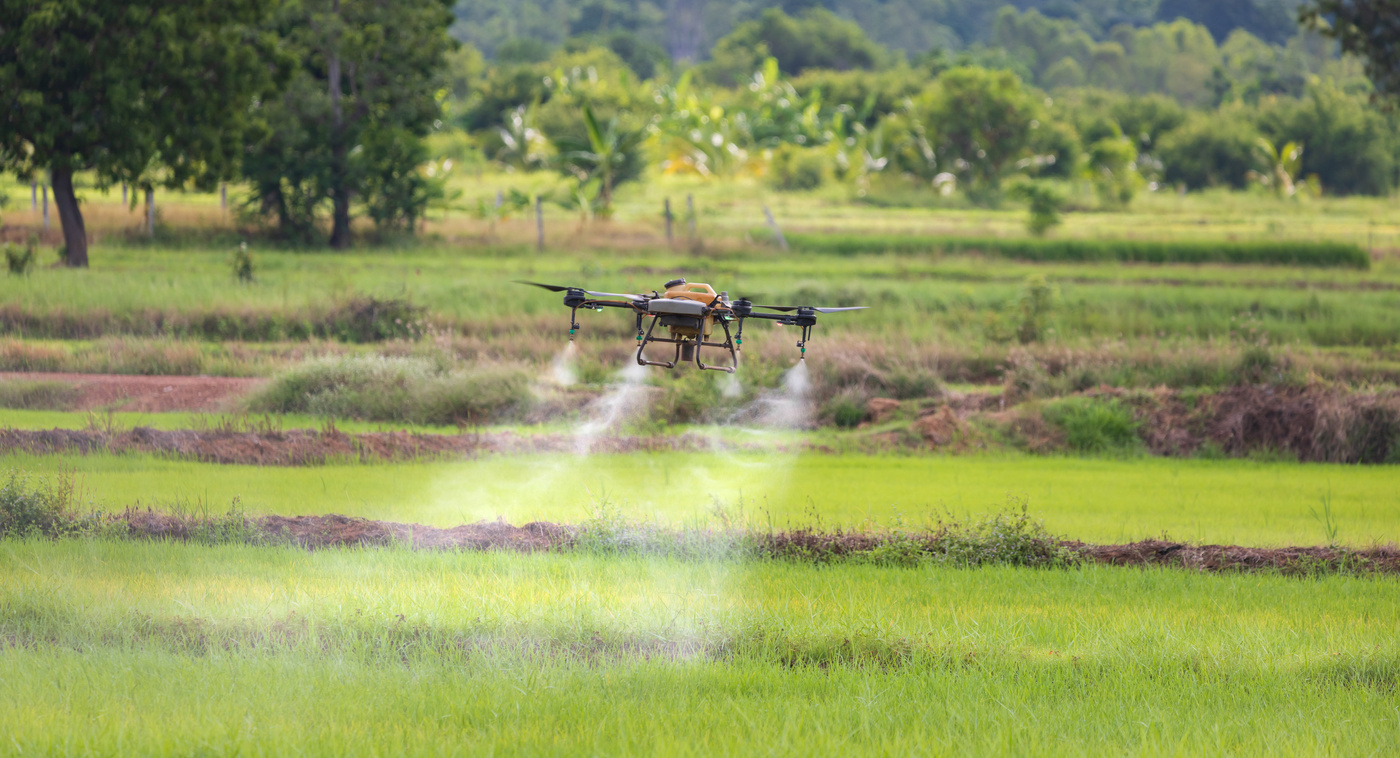 Drone spray pesticide on rice field